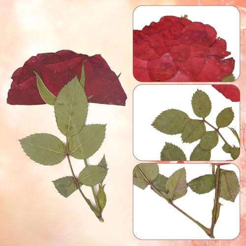 Pressed Rose 24PCS Natural Red Rose for Crafts
