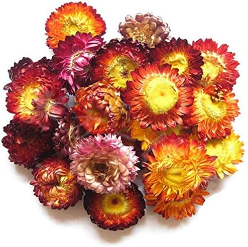 TooGet 12 Bag Dried Flowers and Herbs Set for Crafts and Soaps