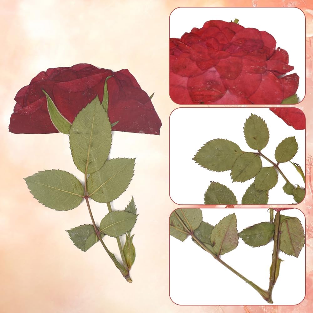 Pressed Rose 24PCS Natural Red Rose for Crafts