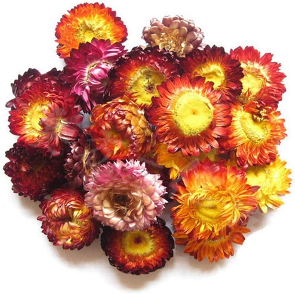 TooGet 12 Bag Dried Flowers and Herbs Set for Crafts and Soaps