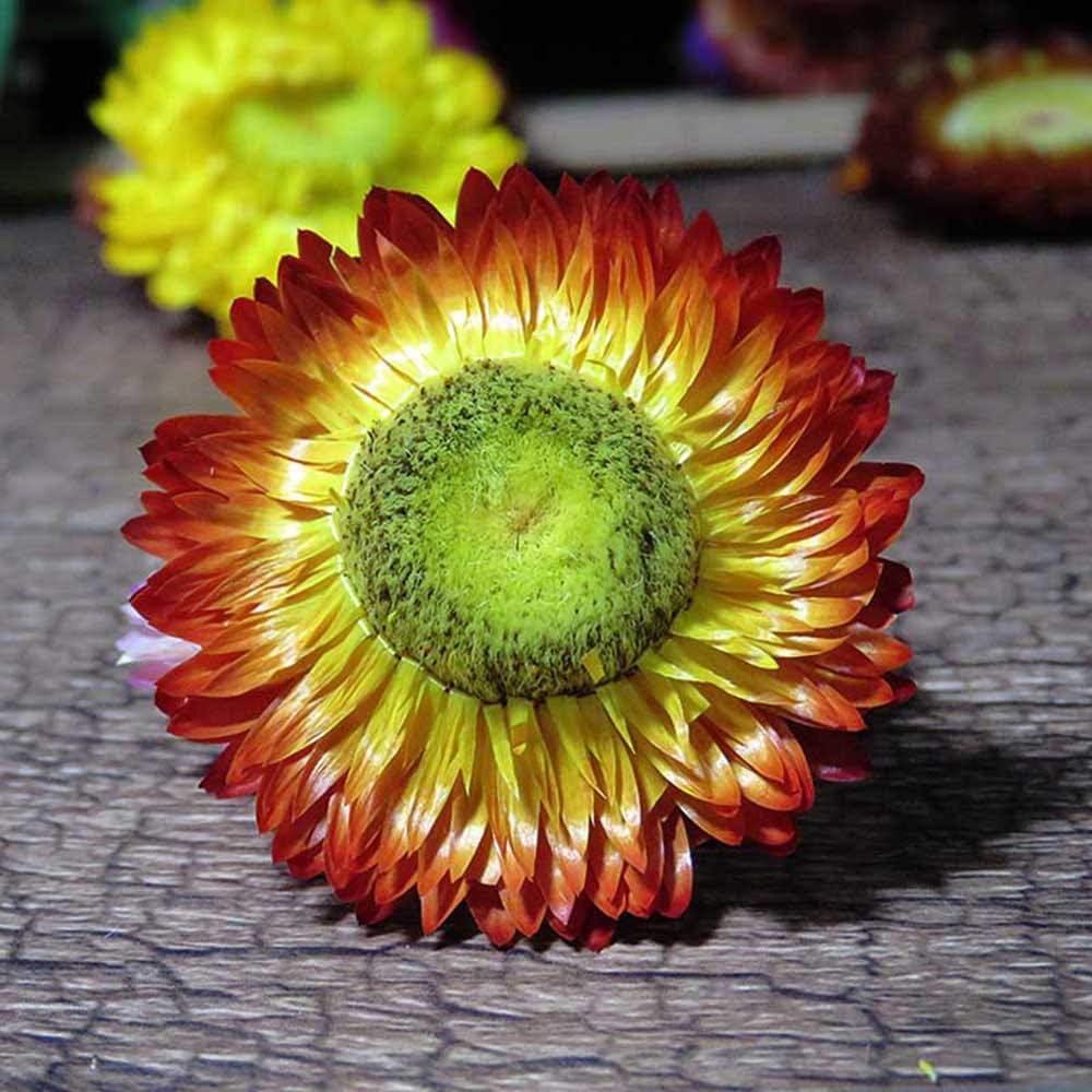 TooGet Fragrant Strawflower Dried Flowers for Decor and Crafts