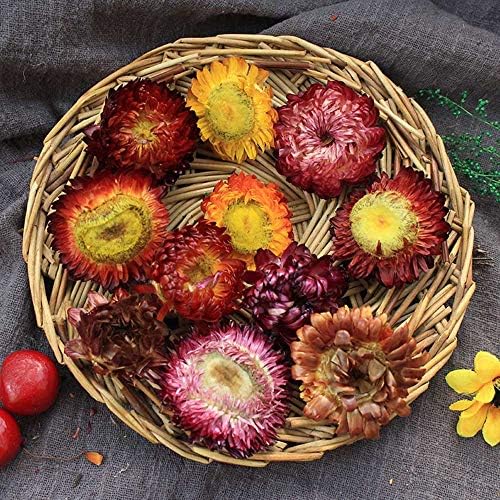 TooGet Fragrant Strawflower Dried Flowers for Decor and Crafts