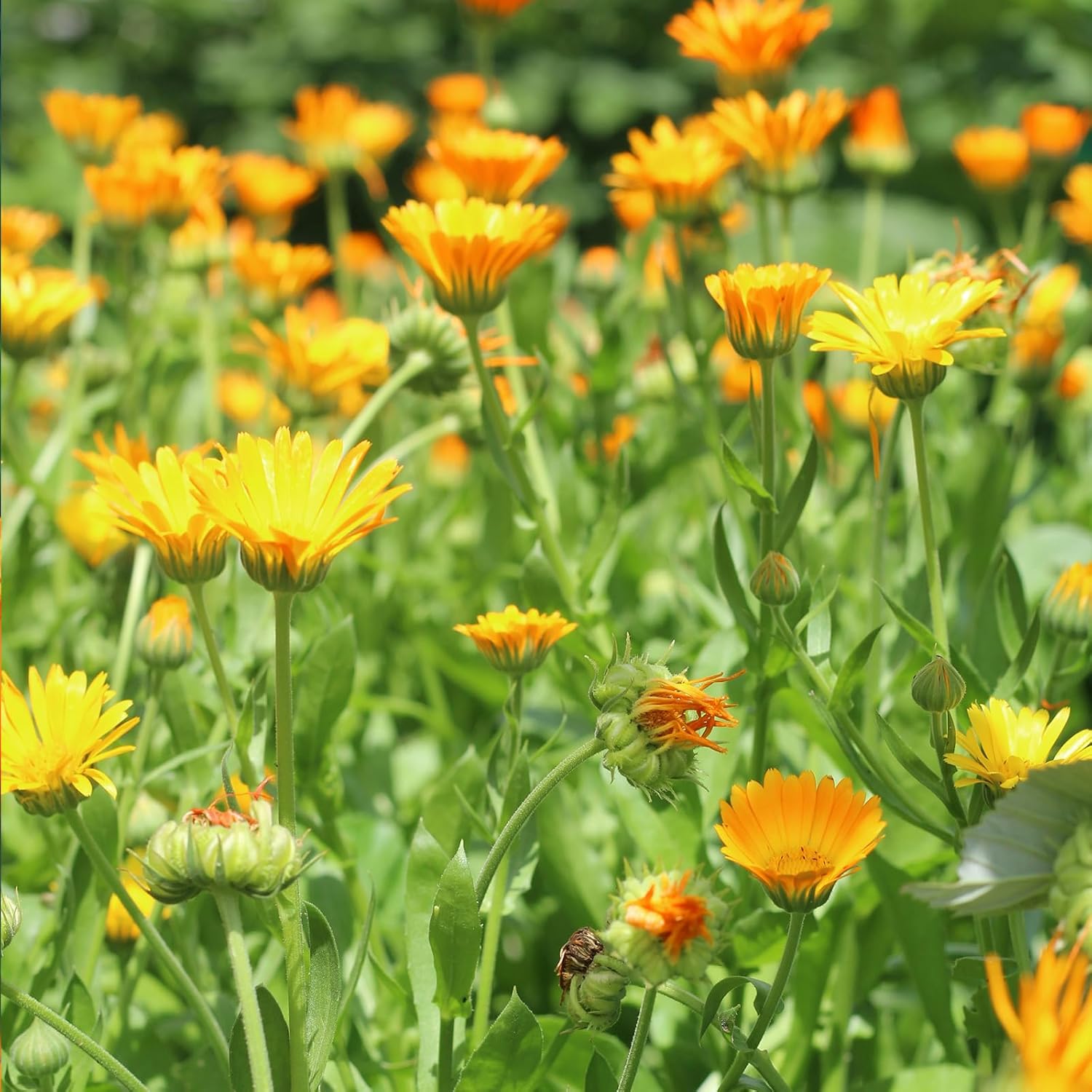 CoolCrafts Dried Calendula Flowers 1 OZ