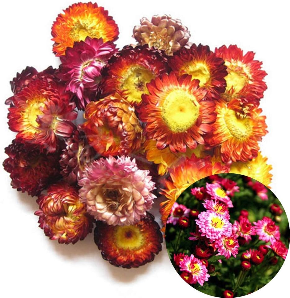 TooGet Fragrant Strawflower Dried Flowers for Decor and Crafts