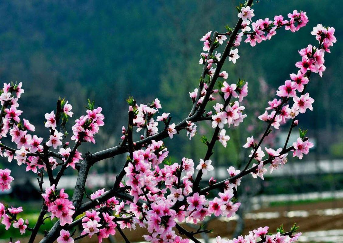 TooGet Natural Dried Peach Flowers for Soap and Candle Making
