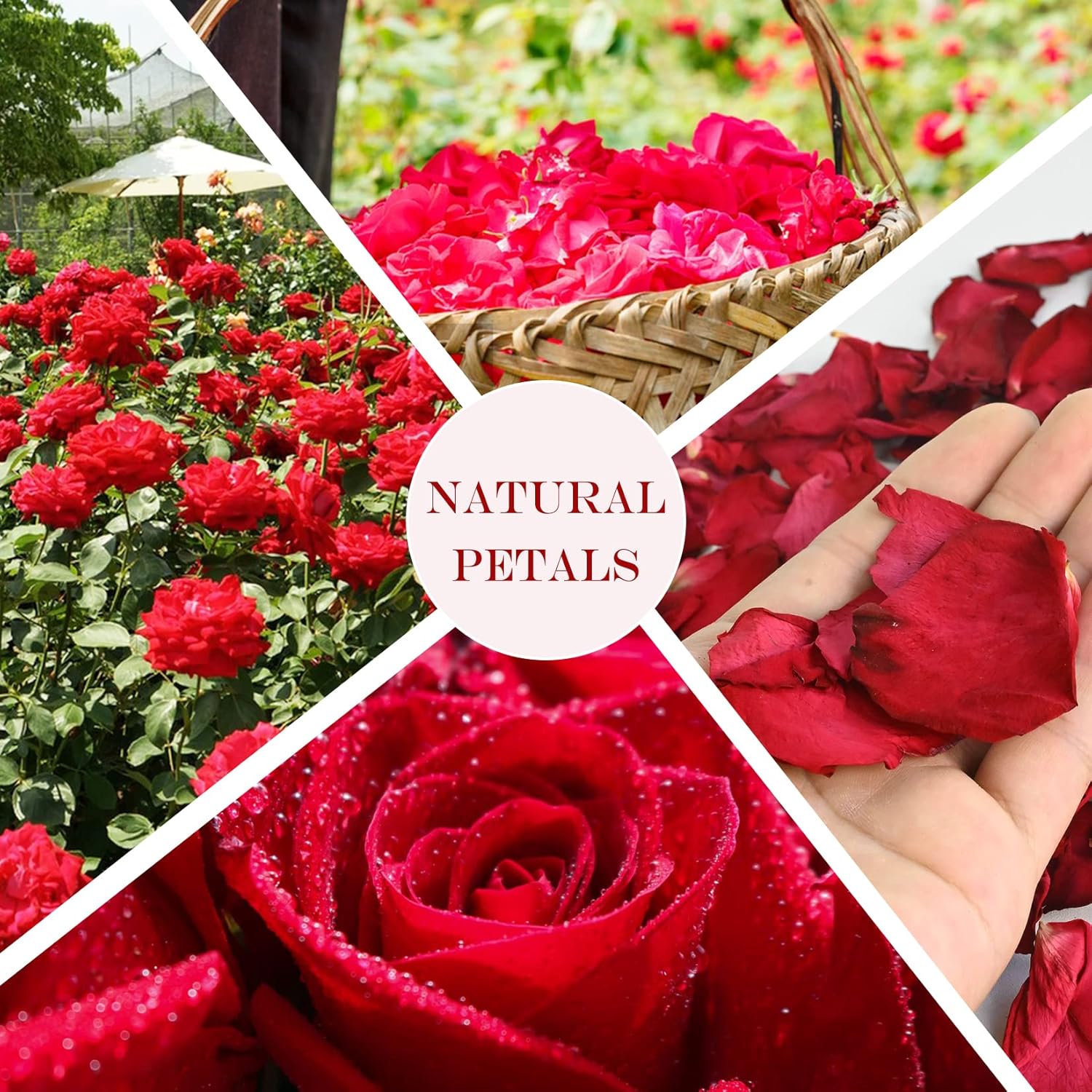 Sukh 3oz Dried Rose Petals for Crafts and Bath Use