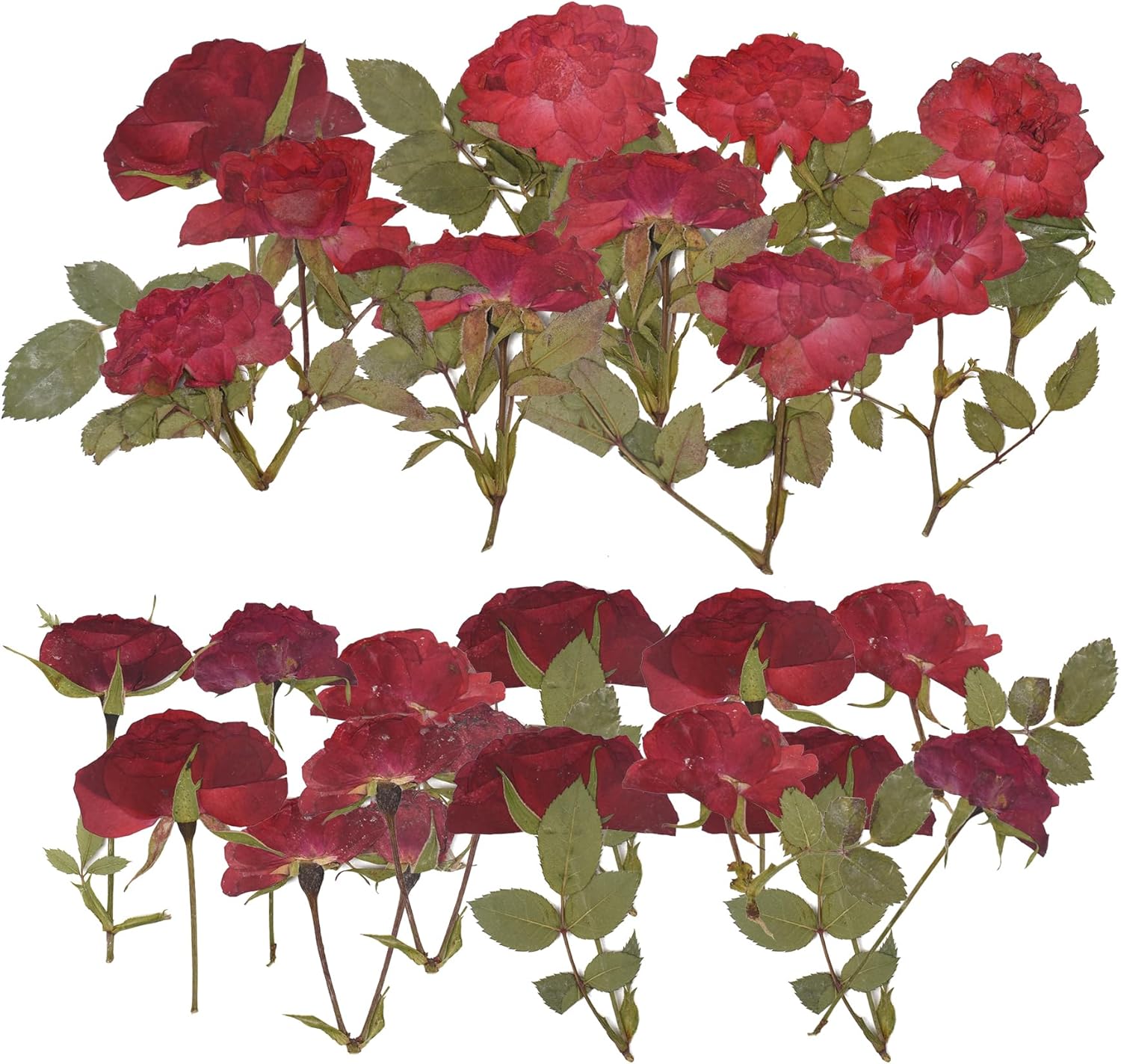 Pressed Rose 24PCS Natural Red Rose for Crafts